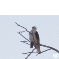 گونه کورکور بال سیاه Black-winged Kite